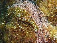 Cassis1070807.jpg
