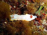 Cassis1070837.jpg