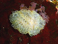 Cassis1070870.jpg
