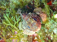 Cassis1070896.jpg