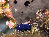 port-cros_6380.jpg