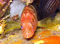 port-cros_6606.jpg